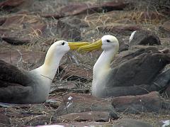 
Espanola is the colony of waved albatrosses, magnificent birds of enormous wing span, which breed exclusively on Espanola. It has brown upper parts and wings with gray, waved bars (hence its name), a white neck, a cream-colored nape, and a handsome yellow beak. We were lucky enough to come upon pairs of male and female waved albatrosses doing their mating dance. The pair dance with each other in an awkward waddle, move their necks up and down in rhythm, clack and encircle their bills, and raise their bills skyward. Hi-larious.
